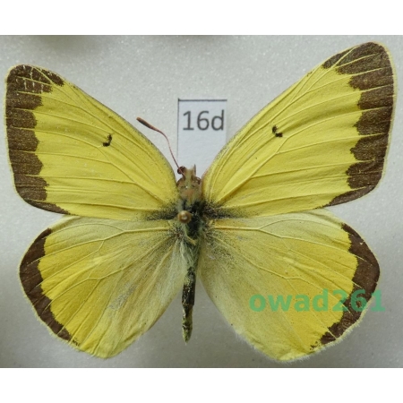 Colias alexandra W.H. Edwards, 1863 male USA16d